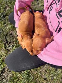 Cuccioli di bassotto tedesco nano
