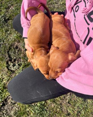 Cuccioli di bassotto tedesco nano