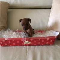 Pincher toy maschio e femmina