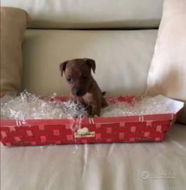 Pincher toy maschio e femmina