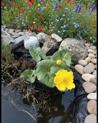 Piante acquatiche fitodepuranti da sponda