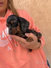 Arlecchino Kaninchen