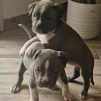 Amstaff blue cuccioli - disponibili dal 10 aprile