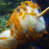 Caridine orange sakura x acquario