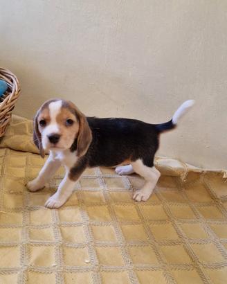 Cuccioli Beagle dolcissimi