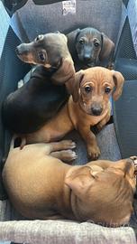 Cuccioli bassotti maschi