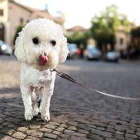 Barboncino toy Di 18 mesi