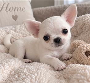 Chihuahua mini toy