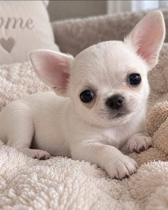 Chihuahua mini toy