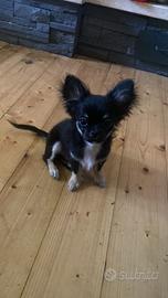 Chihuahua