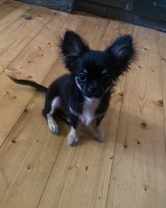 Chihuahua