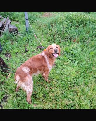 Maschio espagneul breton bianco arancio