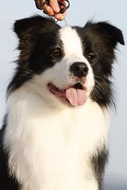 Cuccioli border collie
