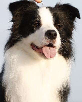 Cuccioli border collie
