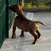 Bull Terrier Miniatura