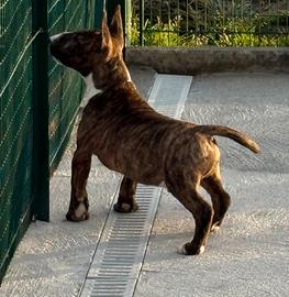 Bull Terrier Miniatura