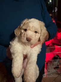 Cuccioli di lagotto romagnolo con pedigree