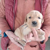 Cuccioli di Golden Retriever con pedigree Enci