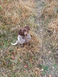 Cagnolino dolce ed affettuoso