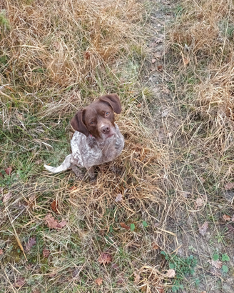 Cagnolino dolce ed affettuoso