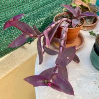 Tradescantia Pallida