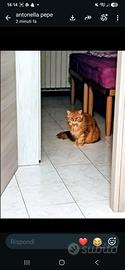 Gatto Maine coon