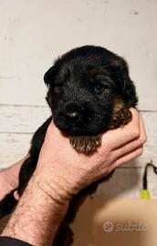 Cucciolo pastore tedesco pelo lungo