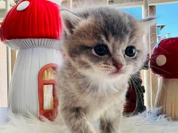 British shorthair gatto