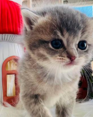 British shorthair gatto