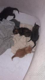 Gatti di casa