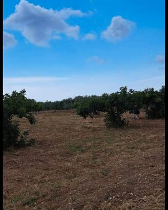 Terreno agricolo