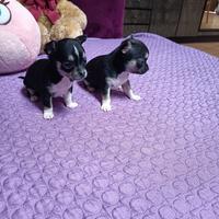 Chihuahua mini toy