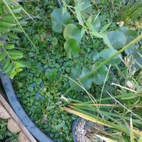 Lotti di limnobium laevigatum al momento non dispo