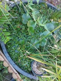 Lotti di limnobium laevigatum al momento non dispo