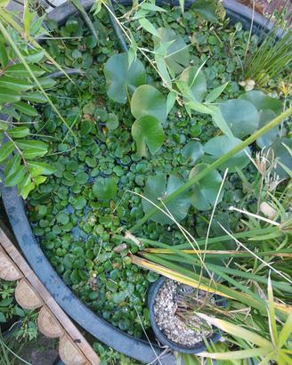 Lotti di limnobium laevigatum al momento non dispo