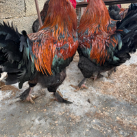 Gallo