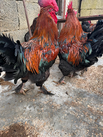 Gallo