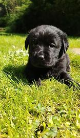 Labrador cuccioli