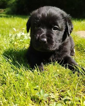 Labrador cuccioli