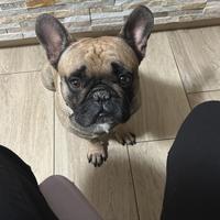 Bulldog francese black masck X monta