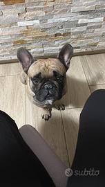 Bulldog francese black masck X monta