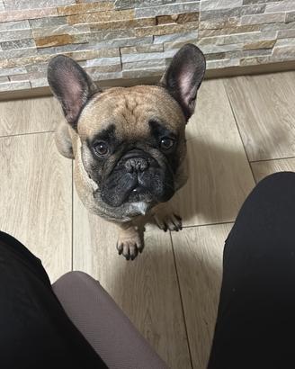 Bulldog francese black masck X monta