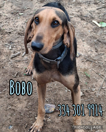 Bobo, segugio italiano