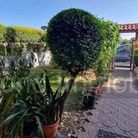 Villetta a schiera 280mq a Mascali