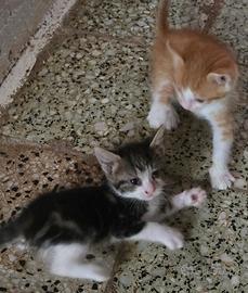 Fratellini giocatelloni