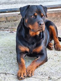 Rottweiler maschio