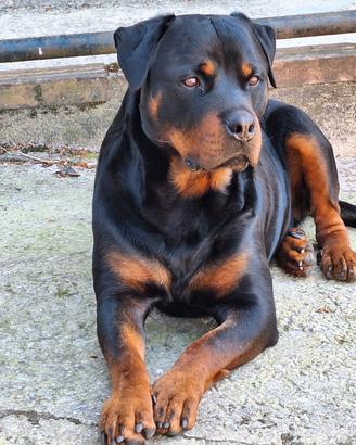 Rottweiler maschio