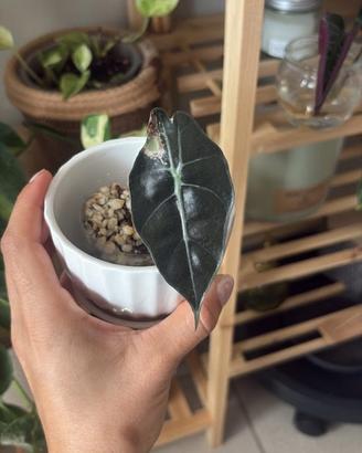 Alocasia polly