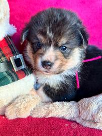 Cucciola Welsh Corgi pembroke