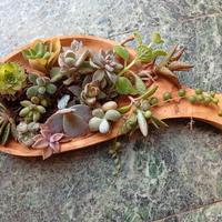 mix piccole piante grasse 